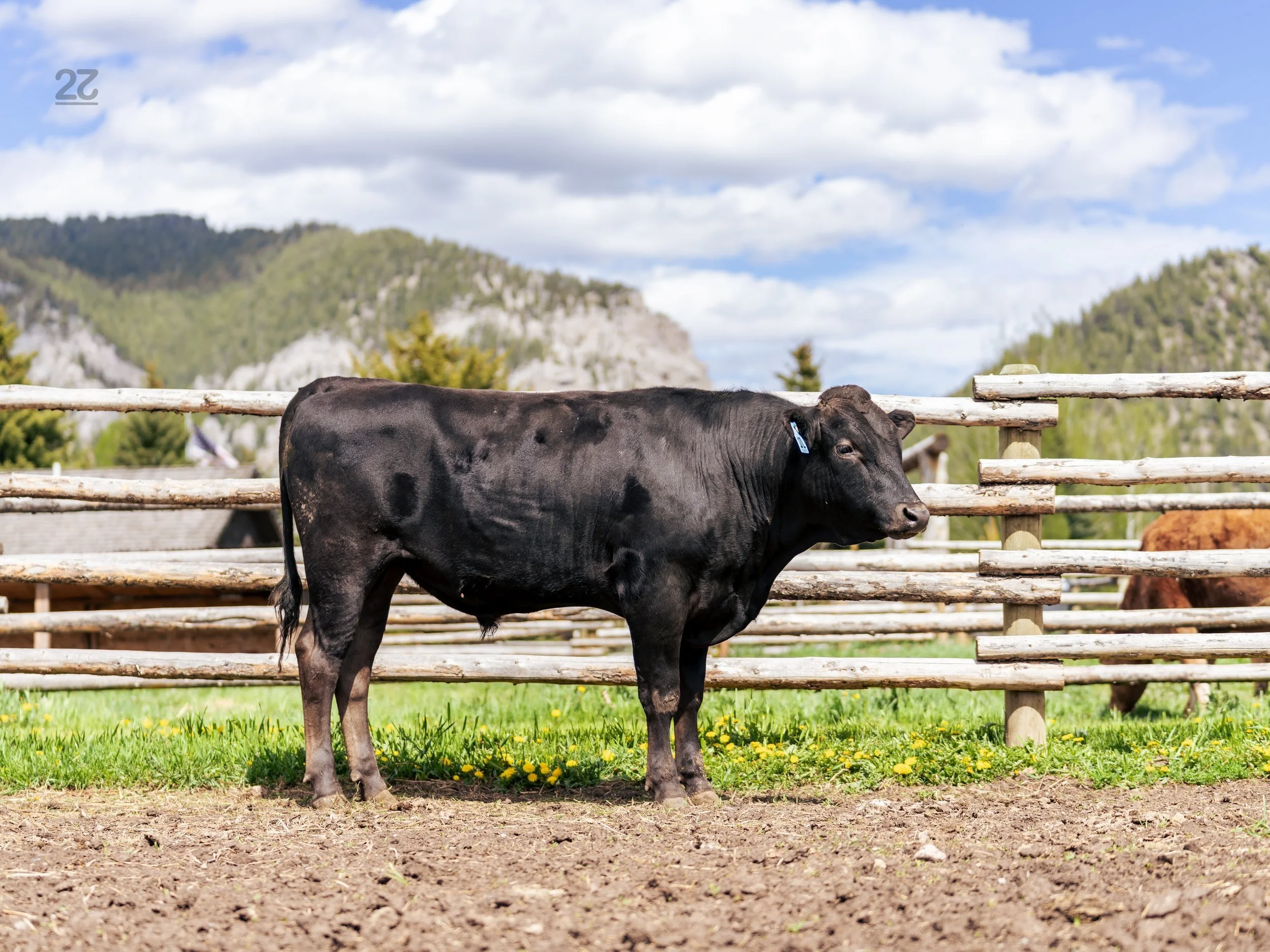 Herd Sires | Enhance Your Herd Today — 22 Wagyu